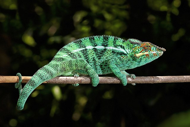 Image of a Chameleon