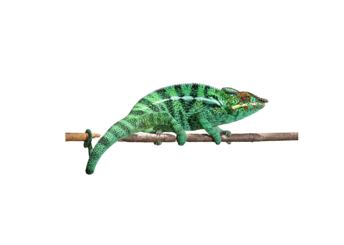 An image of a chameleon with the background removed